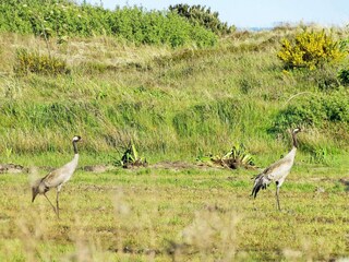 Maison de vacances Hulsig  14