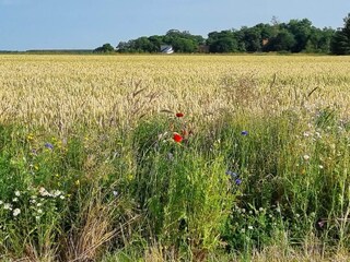 Maison de vacances Aalbæk  11