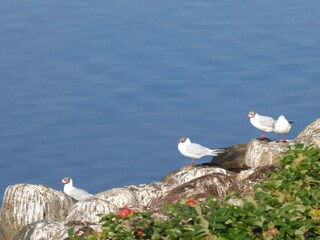 Ferienhaus Lynderup  17