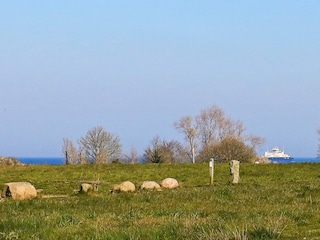 Ferienhaus Spodsbjerg  6