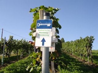 Wandern inmitten der Weinberge