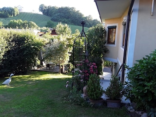 Blick in die Weinberge