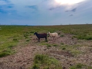 Casa per le vacanze Bramming  19