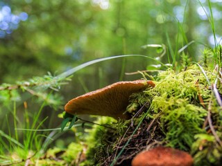 Vakantiehuis Hovborg  31