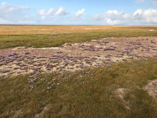 Maison de vacances Læsø  25
