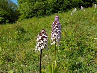 Ferienhaus Stavreby  22