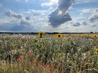 Ferienhaus Stavreby  23