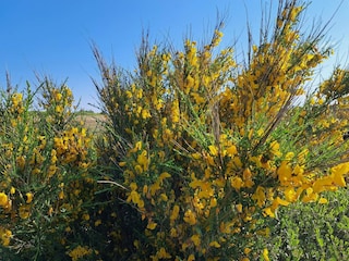 Ferienhaus Fjand  26