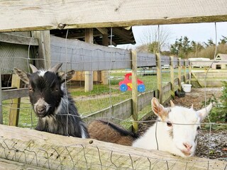 Maison de vacances Humlum  25