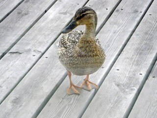 Maison de vacances Otterndorf  30