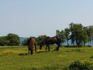 Vakantiehuis Sønderballe  11