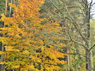 Vakantiehuis Jössefors  14