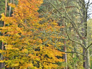 Vakantiehuis Jössefors  19