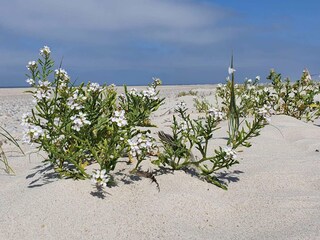 Ferienhaus Henne Strand  47