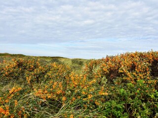 Maison de vacances Hanstholm  30