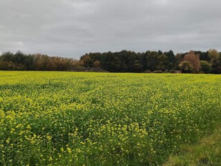Ferienhaus Råbylille Strand  9