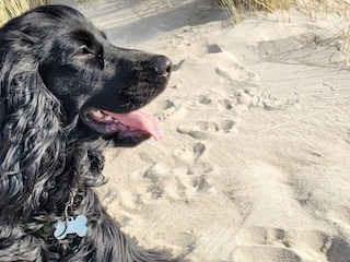 Ferienhaus Ulfborg  12