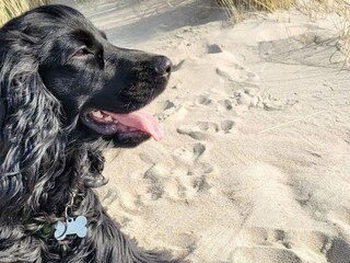 Vakantiehuis Ulfborg  12