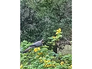 The Parrot