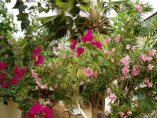 Im Garten / Garden