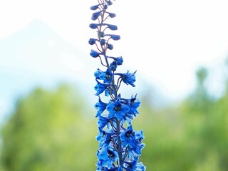 Vakantiehuis Vangsvik  20