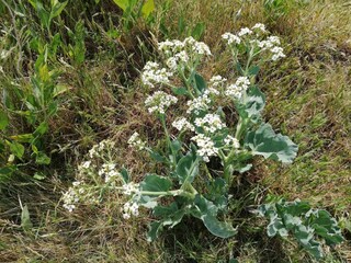 Vakantiehuis Ærøskøbing  7