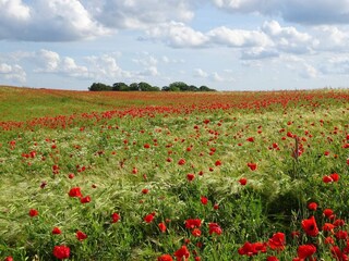 Ferienhaus Kelstrup Strand  29