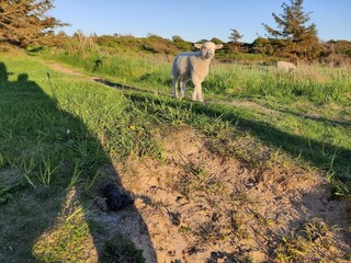 Ferienhaus Løkken  20