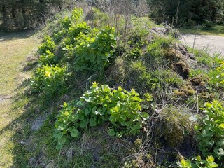 Vakantiehuis Rødhus  23