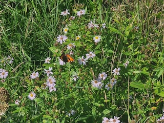 Ferienhaus Toftum  24