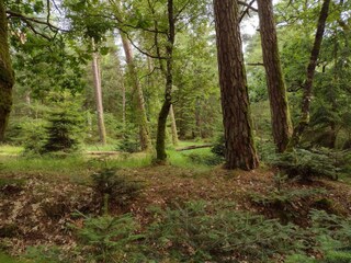 Vakantiehuis Blåvand  9