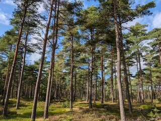Casa per le vacanze Blåvand  10