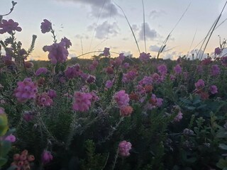 Maison de vacances Havneby  14