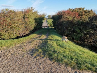 Ferienhaus Dannemare  21