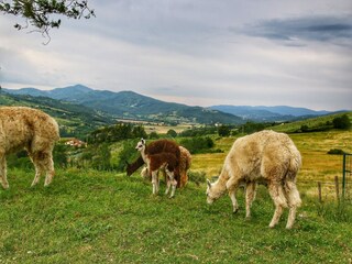 Type de propriété : Ferme Umbertide Environnement 35