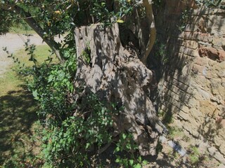 Type de propriété : Ferme Umbertide  38