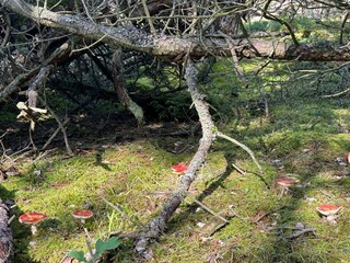 Casa de vacaciones Liseleje  42