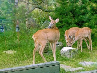 Apartamento Vejers Strand  11