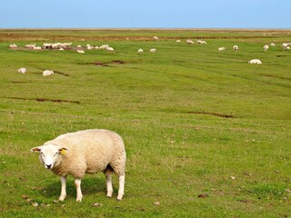 Vakantiehuis Mandø  29