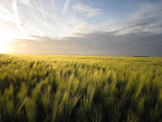 Holiday cottage Saint-Aubin-sur-Mer Environment 34