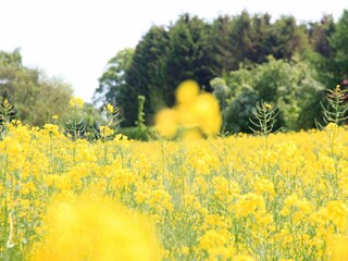 Vakantiehuis Sønderballe  9