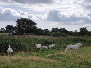 Casa per le vacanze Købingsmark  16