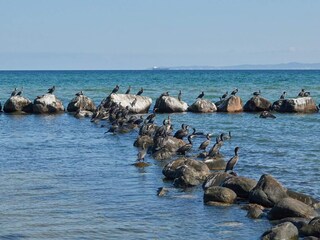 Casa per le vacanze Gilleleje  17