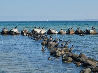 Maison de vacances Gilleleje  20