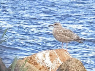 Casa per le vacanze Fjand  31