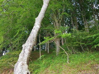 Maison de vacances Børkop  12