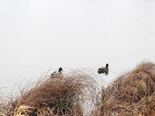 Maison de vacances Otterndorf  7