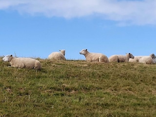 Ferienhaus Højer  20
