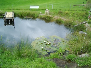 Naturteich-einfach beobachten