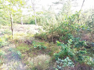 Holiday house Rømø  14